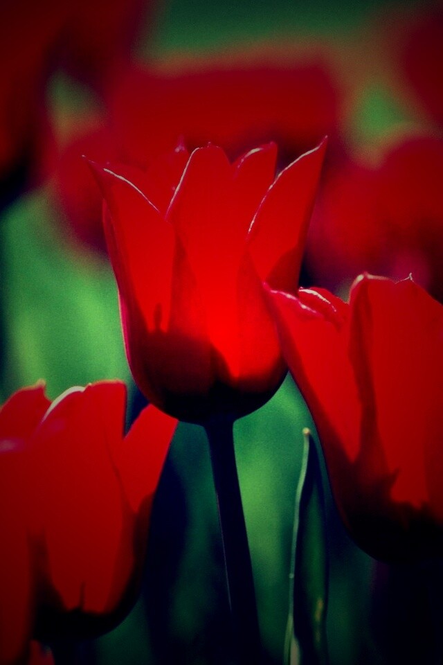 Красные цветы обои