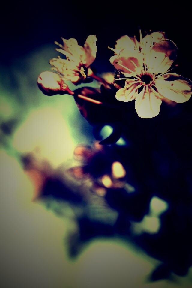 Цветок вишни обои