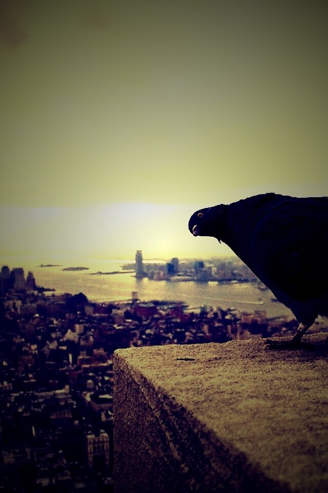 Любознательный голубь обои