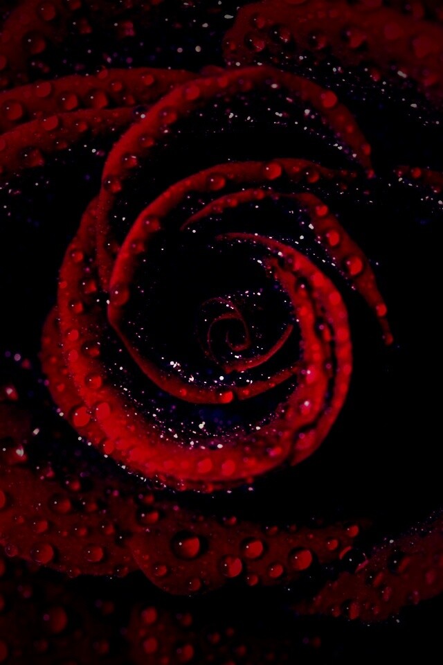 Красная роза обои