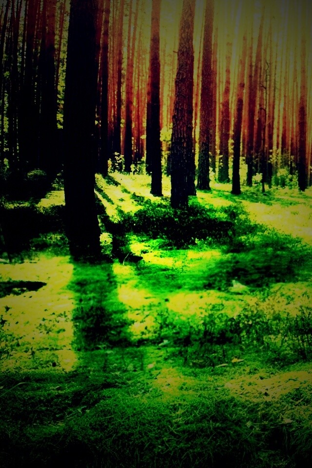 Солнечный лес обои