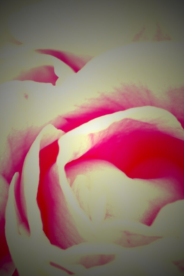 Розовый цветок обои