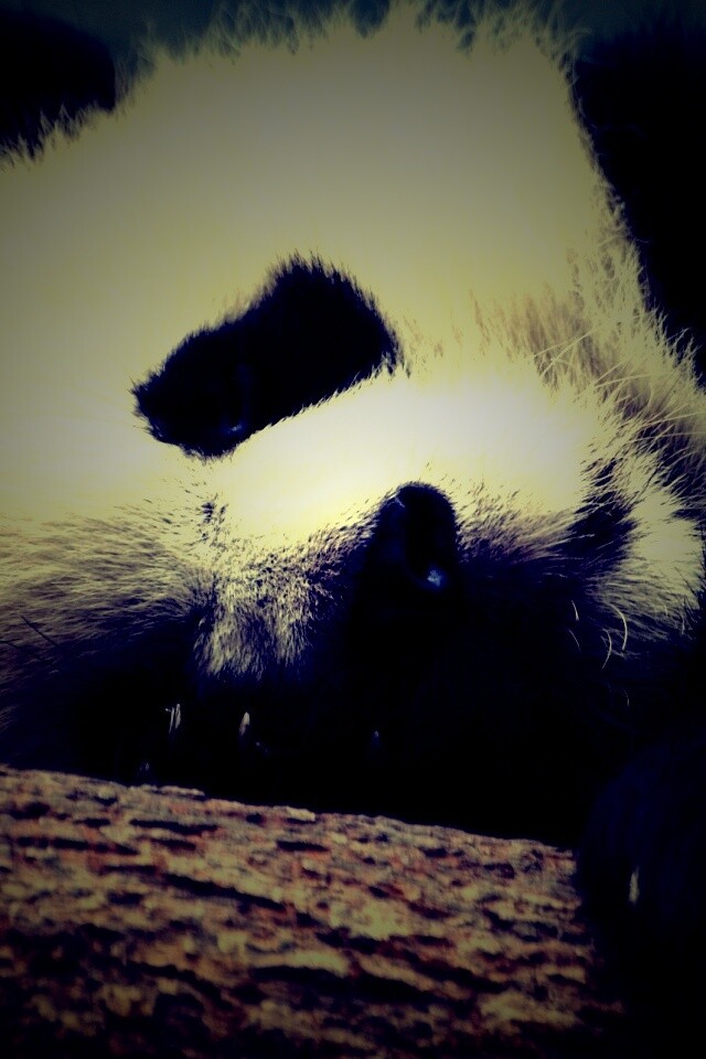 Панда на ветви обои