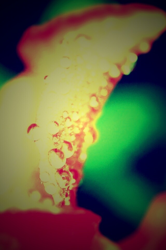 Капли росы на лепестке обои