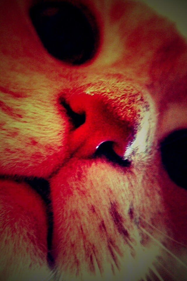 Носопырка обои