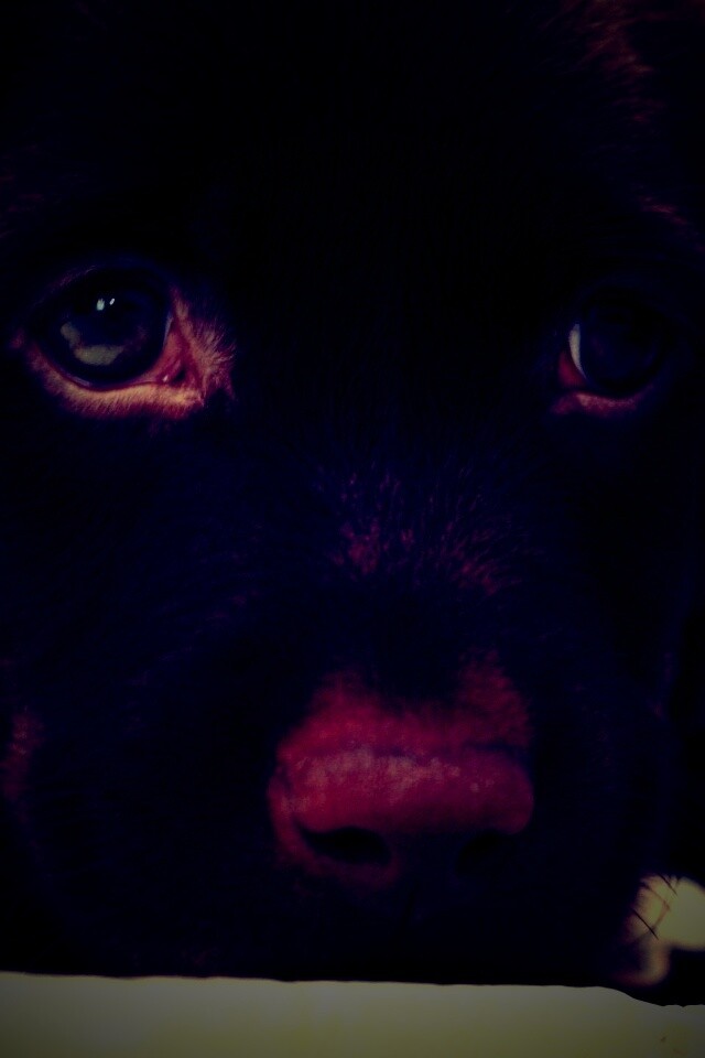 Пушистый шоколадка обои