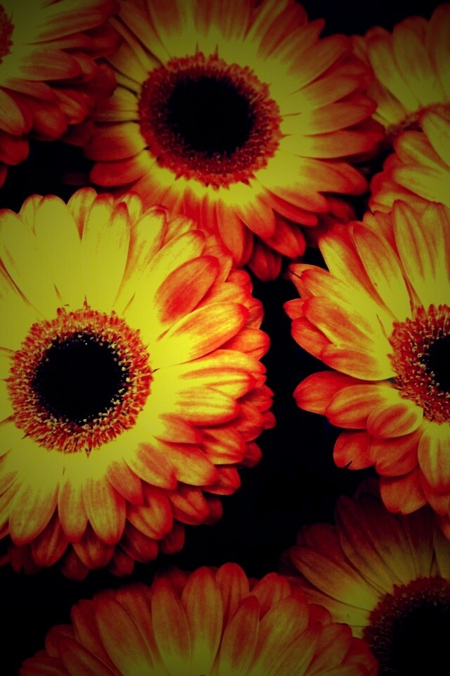 Желтые герберы обои