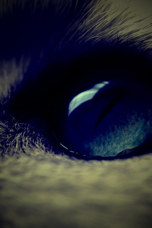 Кошачий глаз обои