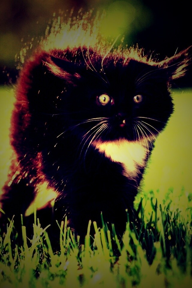 Кот воитель обои