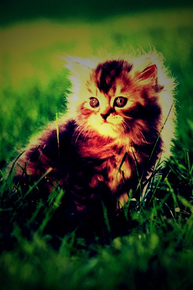 Пушистый котенок в траве обои
