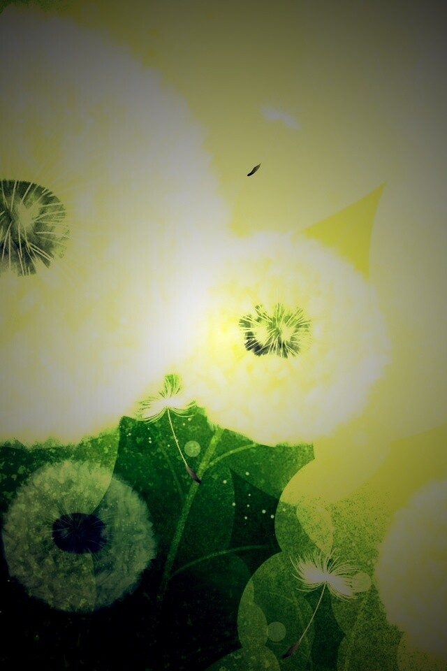 Одуванчики обои