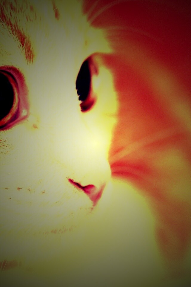 Кот с большими глазами обои