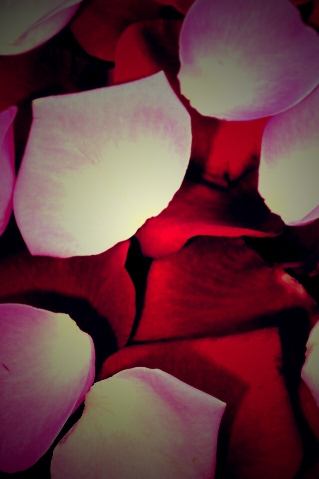 Розовые и красные лепестки обои