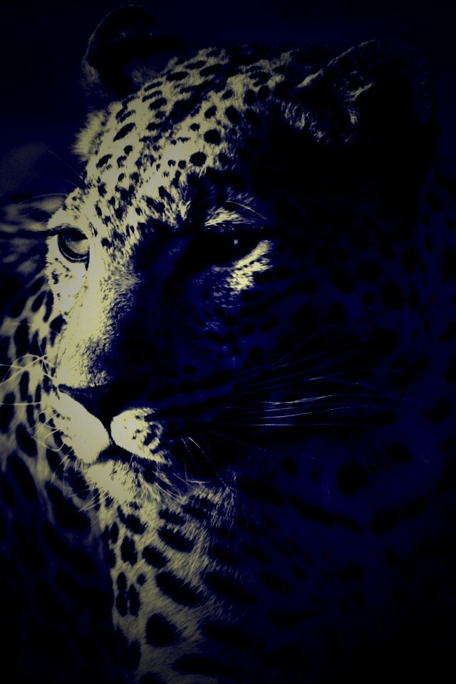 Леопард обои