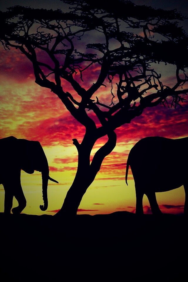 Силуэты слонов обои