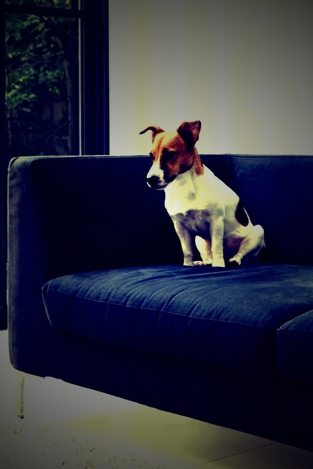 Пес на диване обои