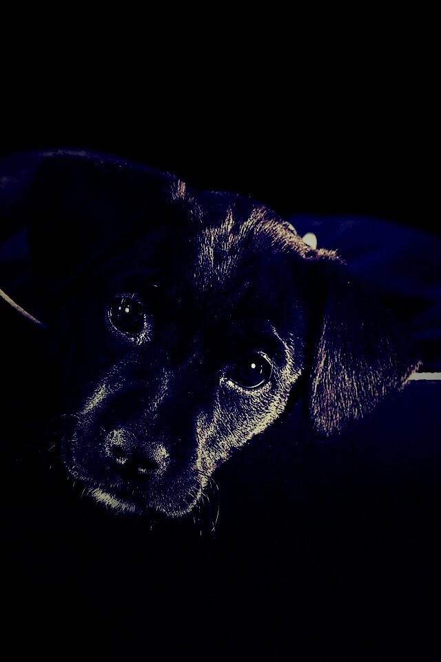 Собачка в сумке обои