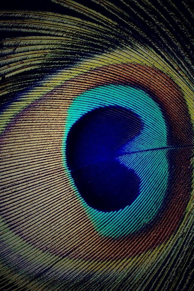 Перо павлина обои