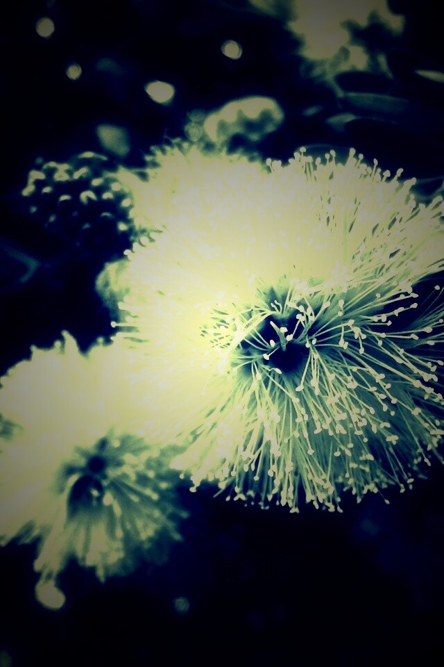 Сказочный цветок обои