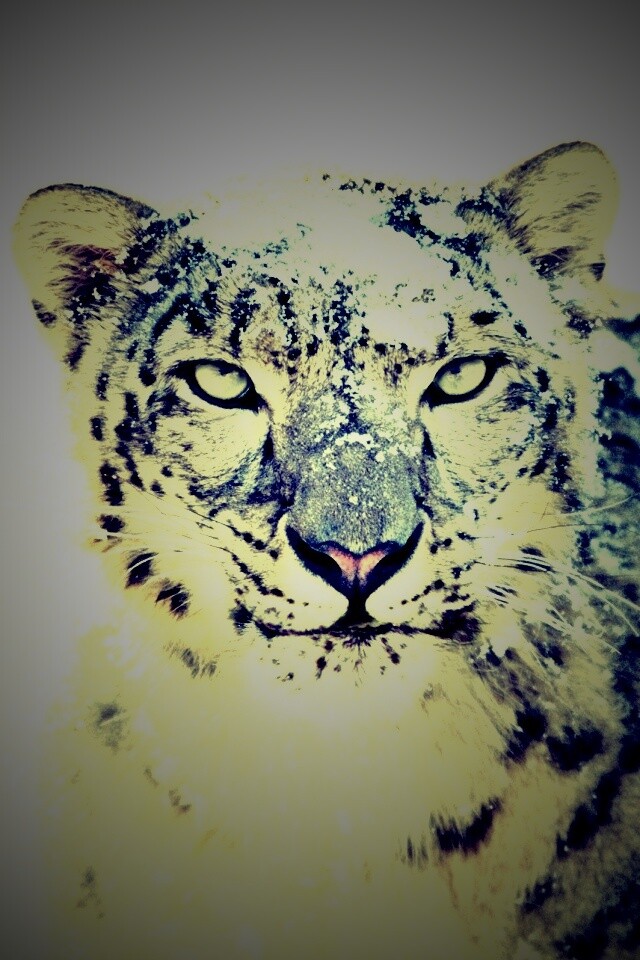 Снежный леопард обои