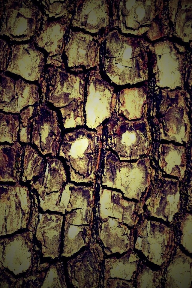 Кора дерева обои