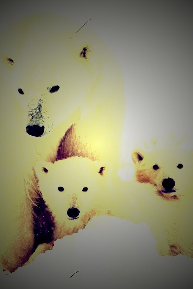 Белые медведи обои