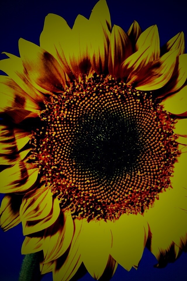 Солнечный цветок обои