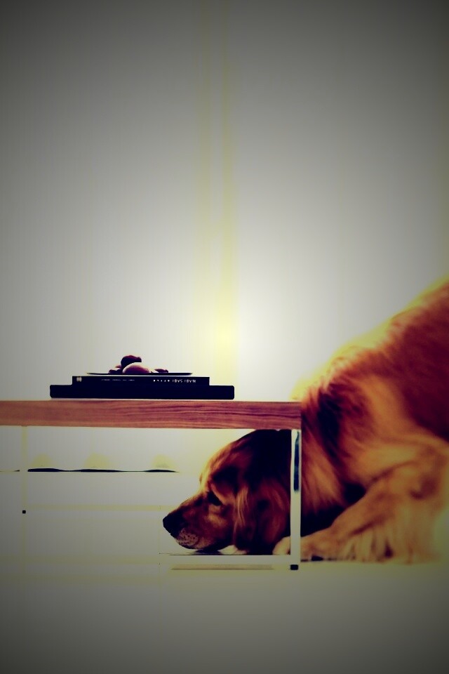 Большая собака под маленький столик обои