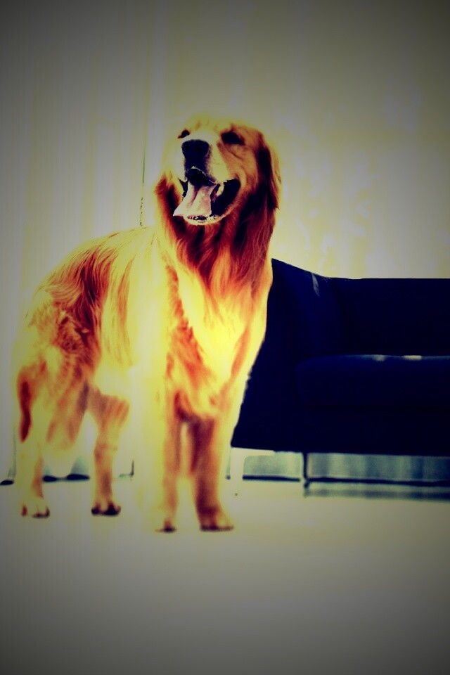 Собачка обои