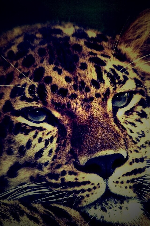 Злопасный ягуляр обои