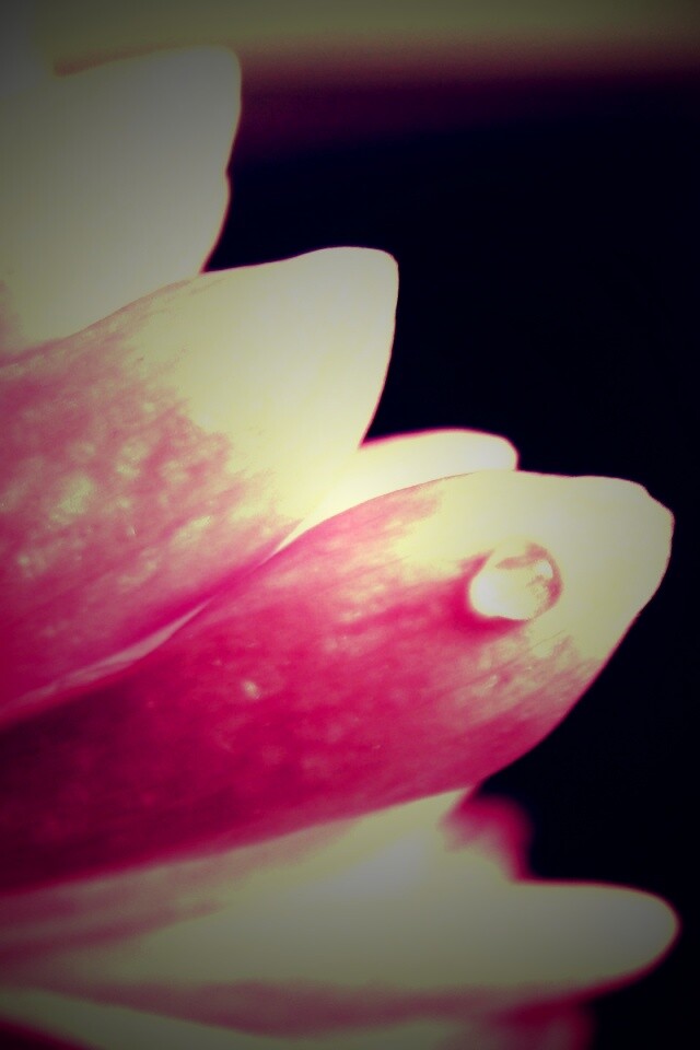 Капля на лепестке обои