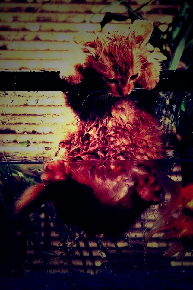 Мокрая киска обои