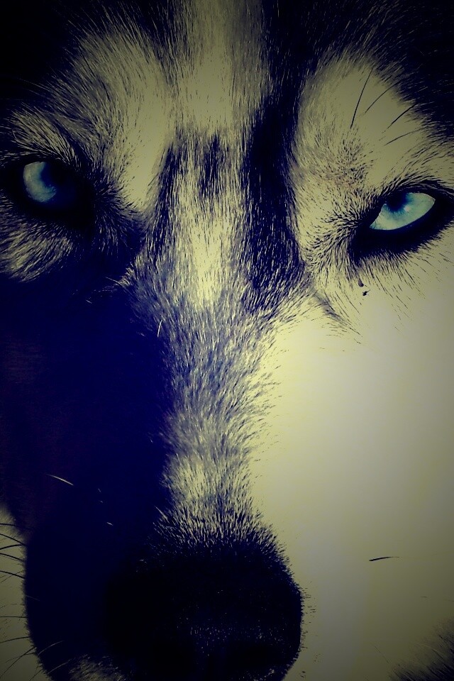 Собака с голубыми глазами обои