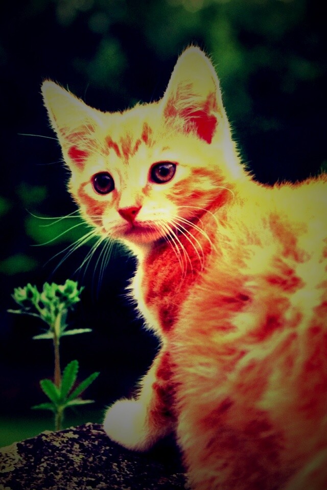 Котенок обои