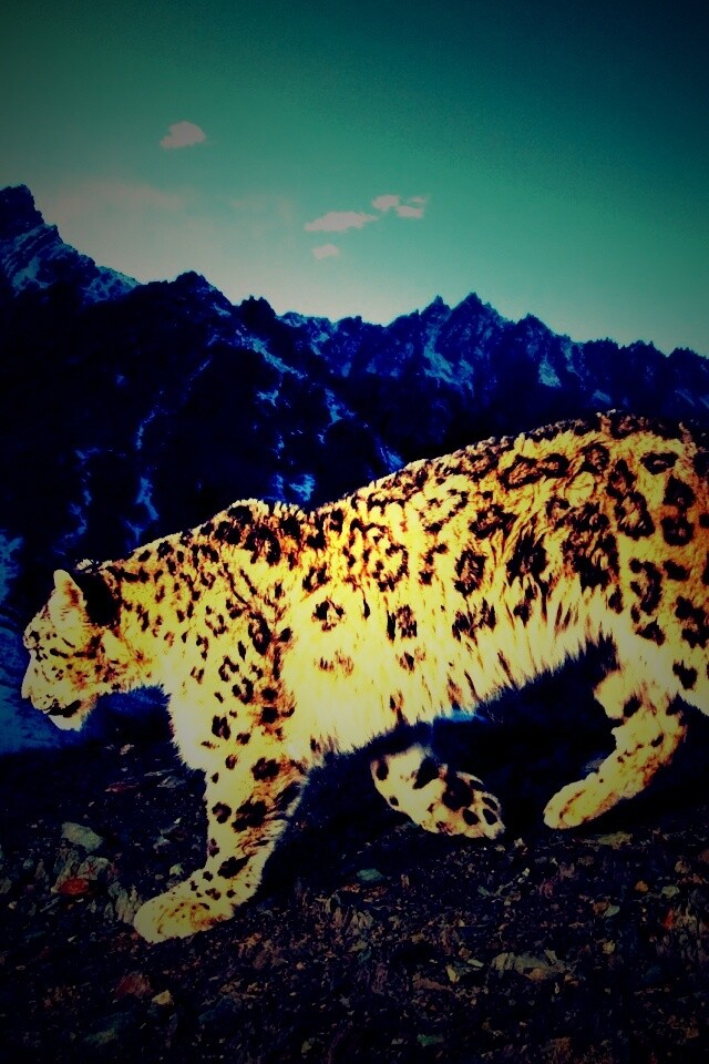 Леопард обои