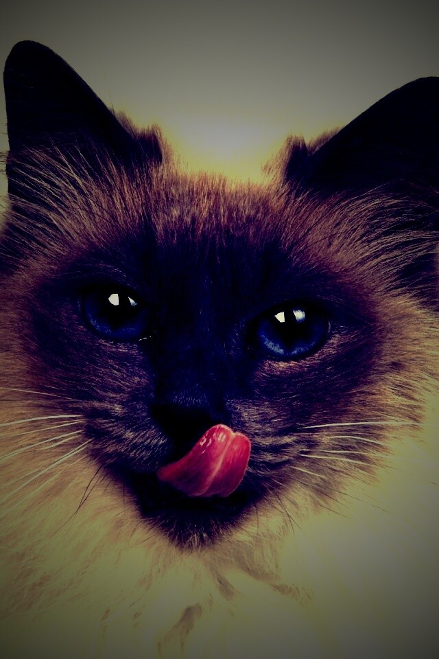Облизывающаяся кошка обои