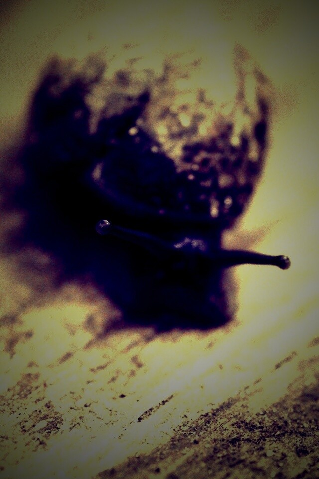 Улитка на ветке обои