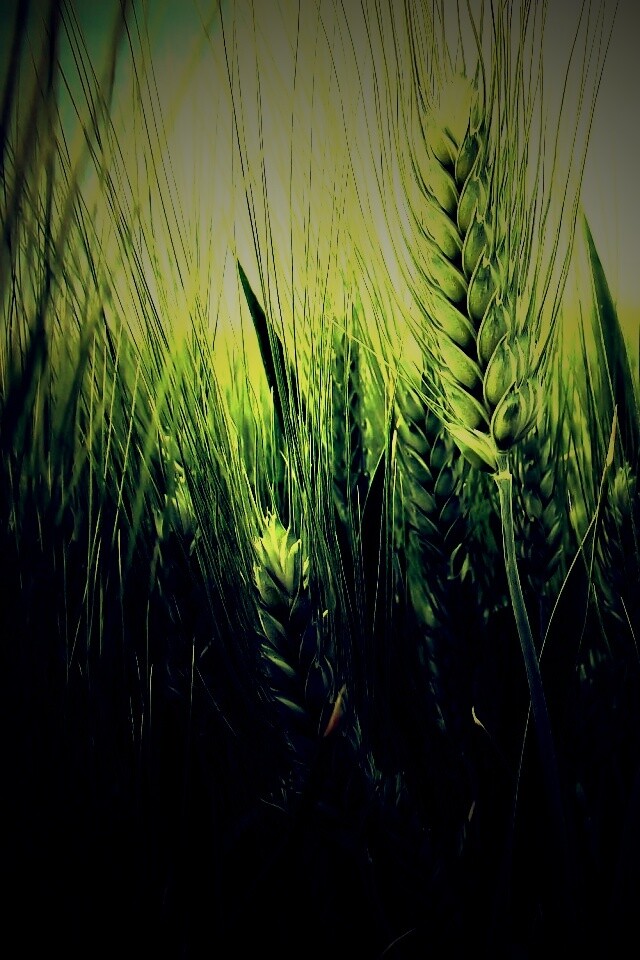 Подрастающая рожь обои