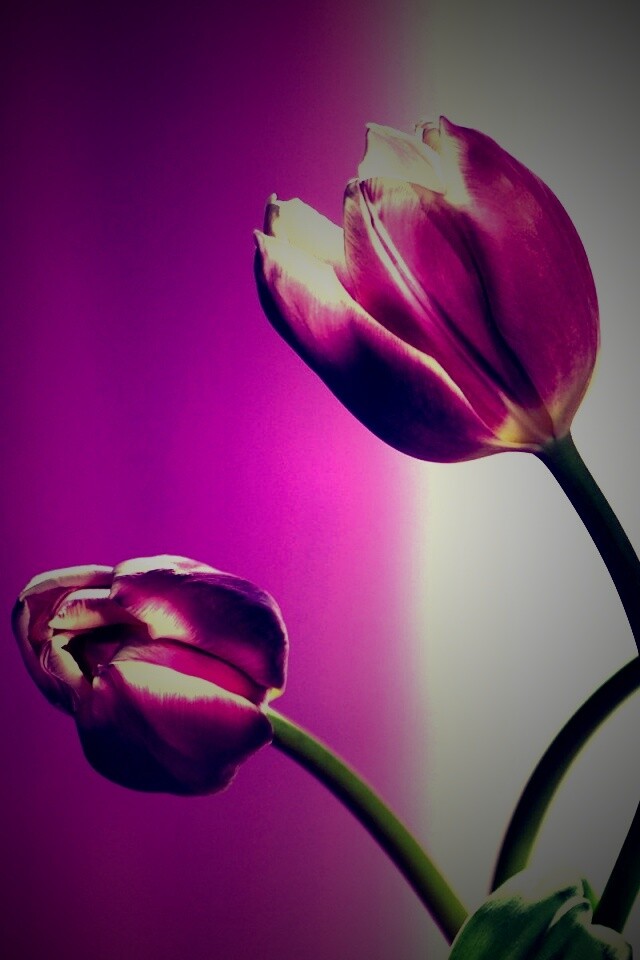 Сиреневые цветы обои