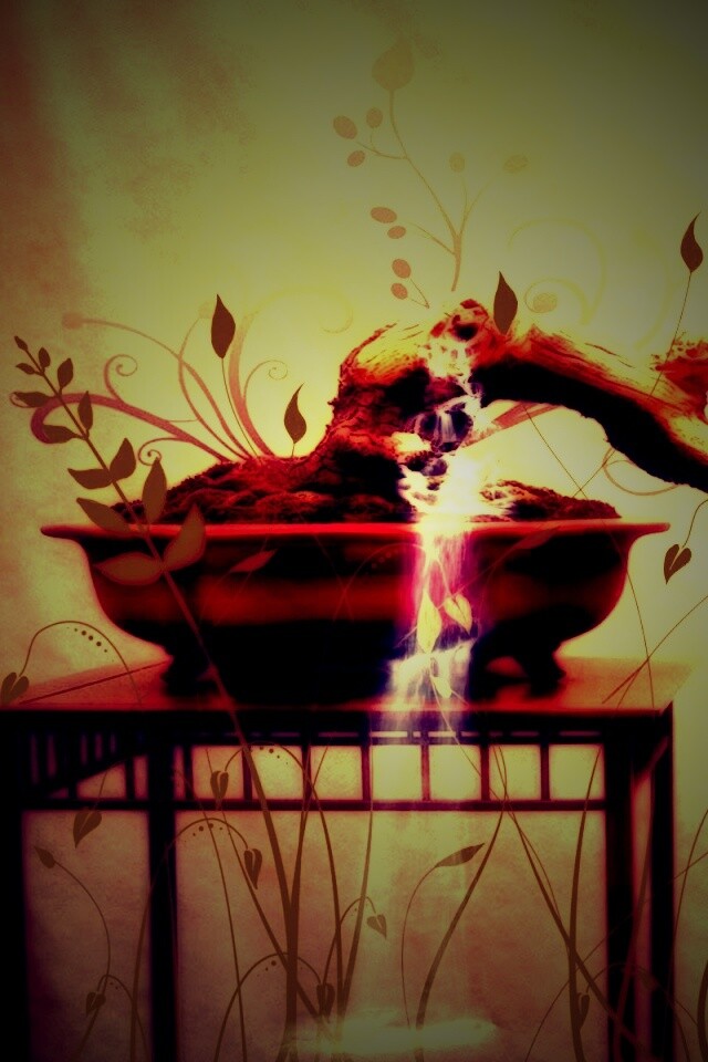 Карликовое дерево обои