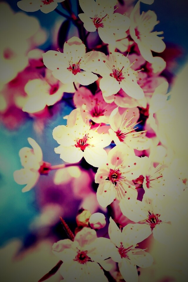 Цветение вишни обои