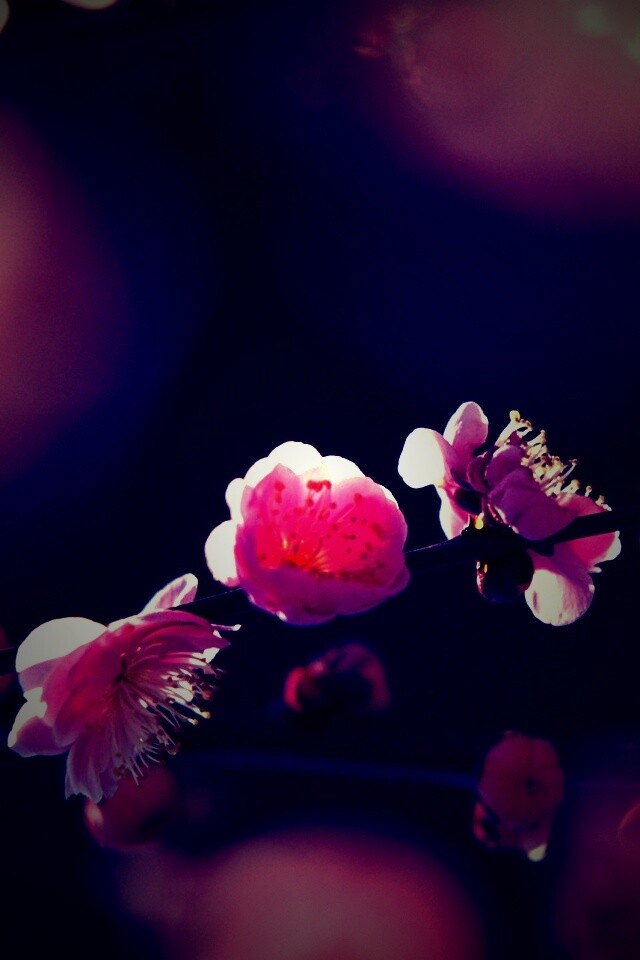 Цветущая вишня обои