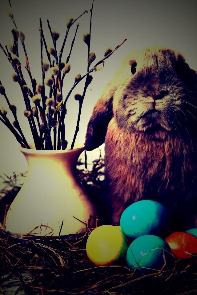 Пасхальный кролик обои