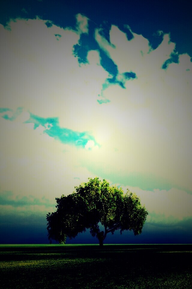 Одинокое дерево обои