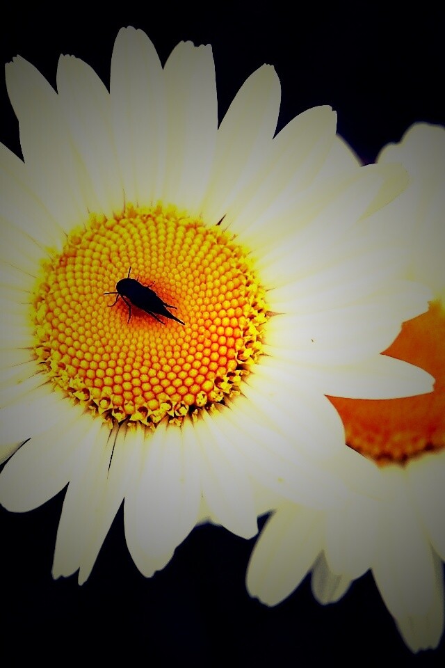 Ромашки обои