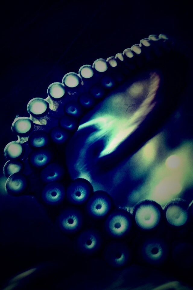 Щупальце обои