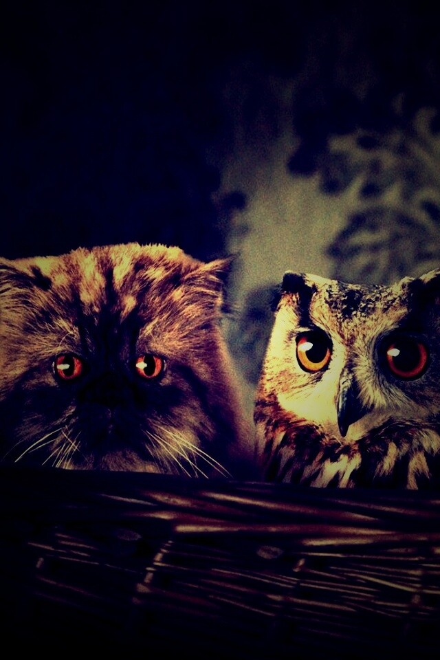 Чужой среди своих обои