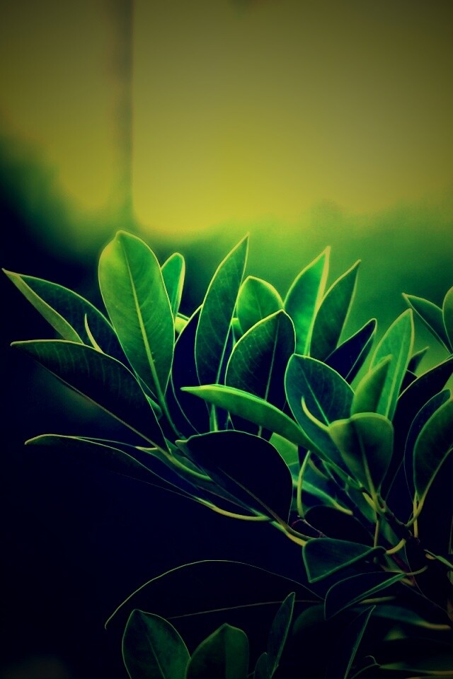 Листья обои