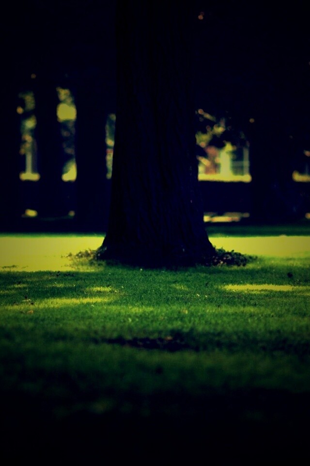 Ствол дерева обои