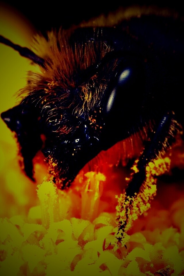 Пчела крупным планом обои